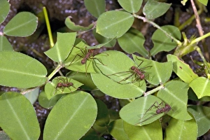Leafcutter Ants Stampe: Leafcutter ant workers