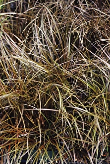 Australian Flora Stampe: Leatherleaf Sedge