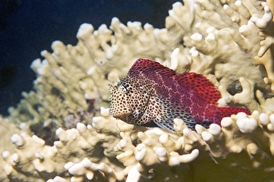 Coral Reef Fauna Stampe: Leopard blenny