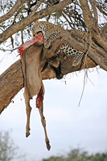 Panthera Pardus Behavior Stampe: Leopard with kill C018 / 9195