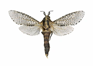 European Insect Images Stampe: Leopard moth C016 / 2301