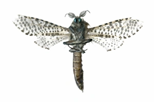Spanish Insects Stampe: Leopard moth C016 / 2302