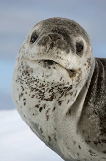 Leopard Seal Stampe: Leopard seal