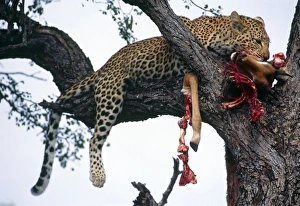 Stampe di Il leopardo si nutre. Il leopardo (Panthera pardus) si ciba di un predato sopra una quercia Immagini datate 2000: Il leopardo nel albero