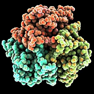 Stampe di Il leptina è il modello molecolare di questo ormone prodotto dal tessuto adiposo (grassi). Interagisce con i recettori nel cervello ipotalamo per segnalare quando una persona è piena Immagini datate 2011 marzo: Il modello molecolare di leptina