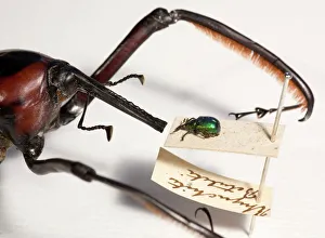 Stampe di Due specie di coleotteri mostrano la disparità di dimensioni anche all'interno delle stesse famiglie di insetto Immagini datate 2011 febbraio: Il minore dei due scarafaggi
