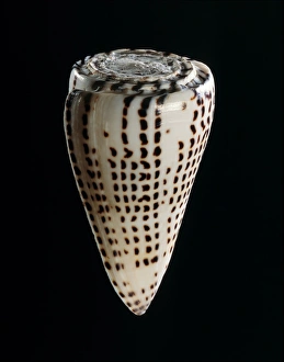 Dangerous Sea Creatures Stampe: Lettered cone shell C019 / 1315