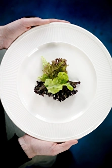 Low Calorie Meal Ideas Stampe: Lettuce