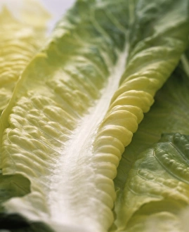 Leaf Structure Stampe: Lettuce leaf