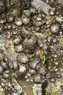 Lichens On Rocks Stampe: Lichen (Sticta sylvatica)