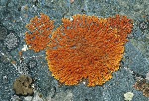 Environmental Science Images Stampe: Lichens