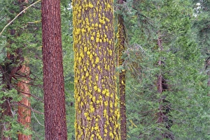 Lichens On Trees Stampe: Lichens on tree