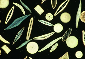 Frustule Structure Stampe: Light micrograph of assorted diatoms
