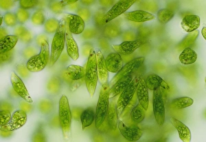 Stampe di Euglena gracilis. Microfotografia di un gruppo delle singole cellule protozoi, Euglena gracilis Immagini datate 2004 gennaio: Microscopio di luce di un gruppo di Euglena gracilis