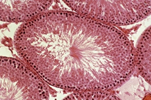 Stampe di Microscopia di luce del sezione trasversale attraverso un testis mammaliano mostrando i tubi seminiferi, altamente convolti e rivestiti da uno strato epiteliale stratificato Immagini datate 2005 gennaio: Micrografo ottico di un testicolo di topolino