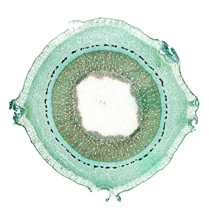 Light Microscopy Images Stampe: Lilac stem, light micrograph