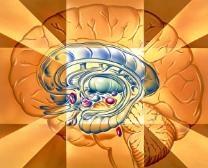 Central Nervous System CNS Stampe: Limbic system, artwork
