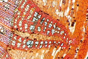 Stemma del limone, fotografia a lente di ingrandimento leggera