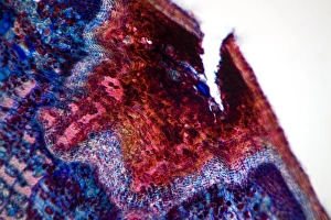 Stampe di La ferita del legno di limone. Microfotografia a luce debole della sezione attraverso il tronco danneggiato di un albero da limone (Tilia europaea) Immagini datate 2012 gennaio: Stemmo del limone ferito a luce di microscopio leggero