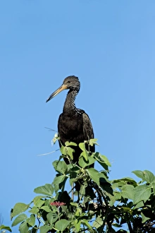 Limpkin Bird Stampe: Limpkin in a tree