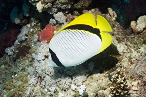 Butterflyfish Species Stampe: Lined butterflyfish