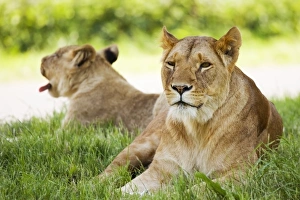 Endangered Big Cats Stampe: Lionesses