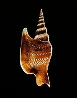 Gastropod Molluscs Stampe: Listers conch shell