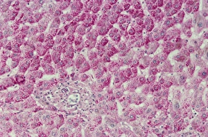 Light Micrograph Stampe: Liver cells, light micrograph