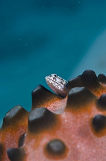 Fish Photography Stampe: Lizardfish