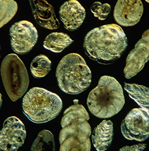 Calcium Carbonate Fossils Stampe: LM of assorted Foraminifera shells
