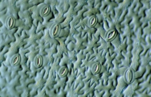 Guard Cells Function Stampe: LM of the surface of an elder leaf