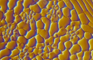 Guard Cells Function Stampe: LM of the surface of a sycamore leaf