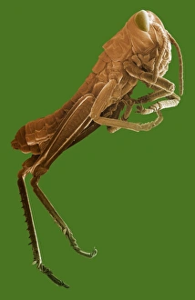 Scanning Electron Microscope Photos Stampe: Locust, SEM