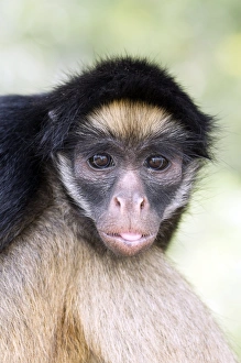 Endangered Primate Species Stampe: Long-haired spider monkey
