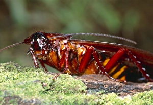 Stampe di Coccodrillo a lunga coda (Megaloblatta sp.). Questa specie di coleottrico possiede il maggiore apertura alare tra tutti i coleottrici del mondo. Fotografato nella foresta amazzonica dell'Ecuador Immagini datate 2006 dicembre: Cucucca a lunghe ali