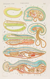 Ernst Haeckel Artwork Stampe: Longitudinal sections, artwork, 1891