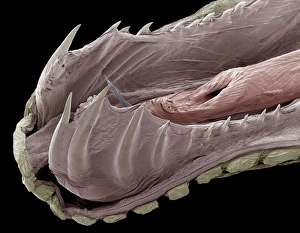 False Coloured SEM Images Stampe: Lower jaw of a python