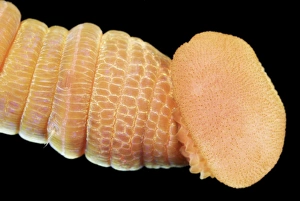 Annelid Worm Species Stampe: Lugworm