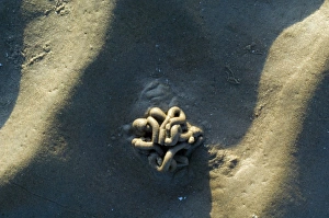 Scotland Wildlife Photos Stampe: Lugworm casts