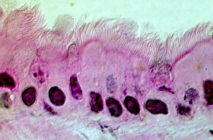Stampe di Le celle del polmone. Micrografia a luce debole di una sezione attraverso la parete della trachea nei polmoni. Quest'è il primo strato di cellule (l'epitelio) Immagini datate 2004 ottobre: Cellule lunghe, fotografia a lente di raggi X leggera