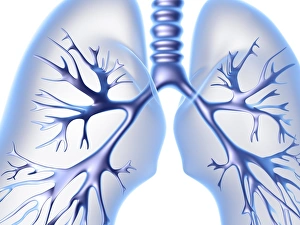 Respiratory System Diagram Stampe: Lungs, computer artwork