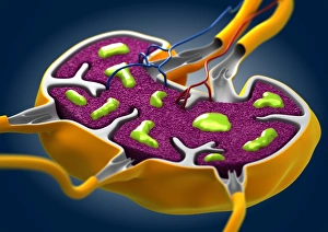 Immune System Cells Stampe: Lymph node, artwork C013 / 4631