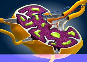 Immune System Cells Stampe: Lymph node, artwork C013 / 4632