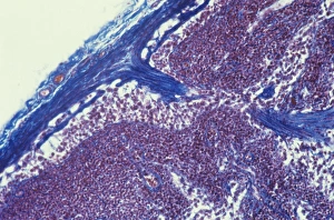 Human Immune System Cells Stampe: Lymph node, light micrograph C015 / 6222