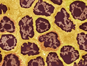 Immune System Cells Stampe: Lymph node, TEM