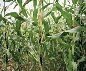 Agricultural Crops Images Stampe: Maize crop