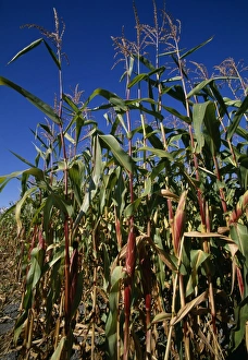 Corn On The Cob Stampe: Maize crops