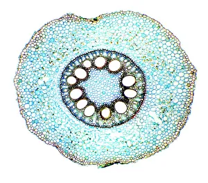Stampe di La radice di mais. Micrografo luminoso di una sezione attraverso la radice del piante di mais (Zea mays) mostrando un cilindro vascolare al centro Immagini datate 1° settembre 2009: Ramos di mais, micrografo luminoso