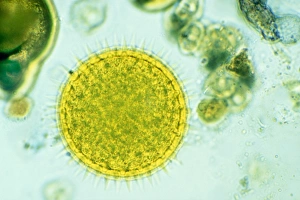 Pollen Grain Structure Stampe: Mallow pollen, light micrograph