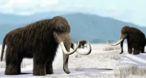 Prehistoric Animals Stampe: Mammoth